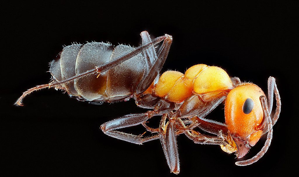 Ant Control service in Ankeny, IA