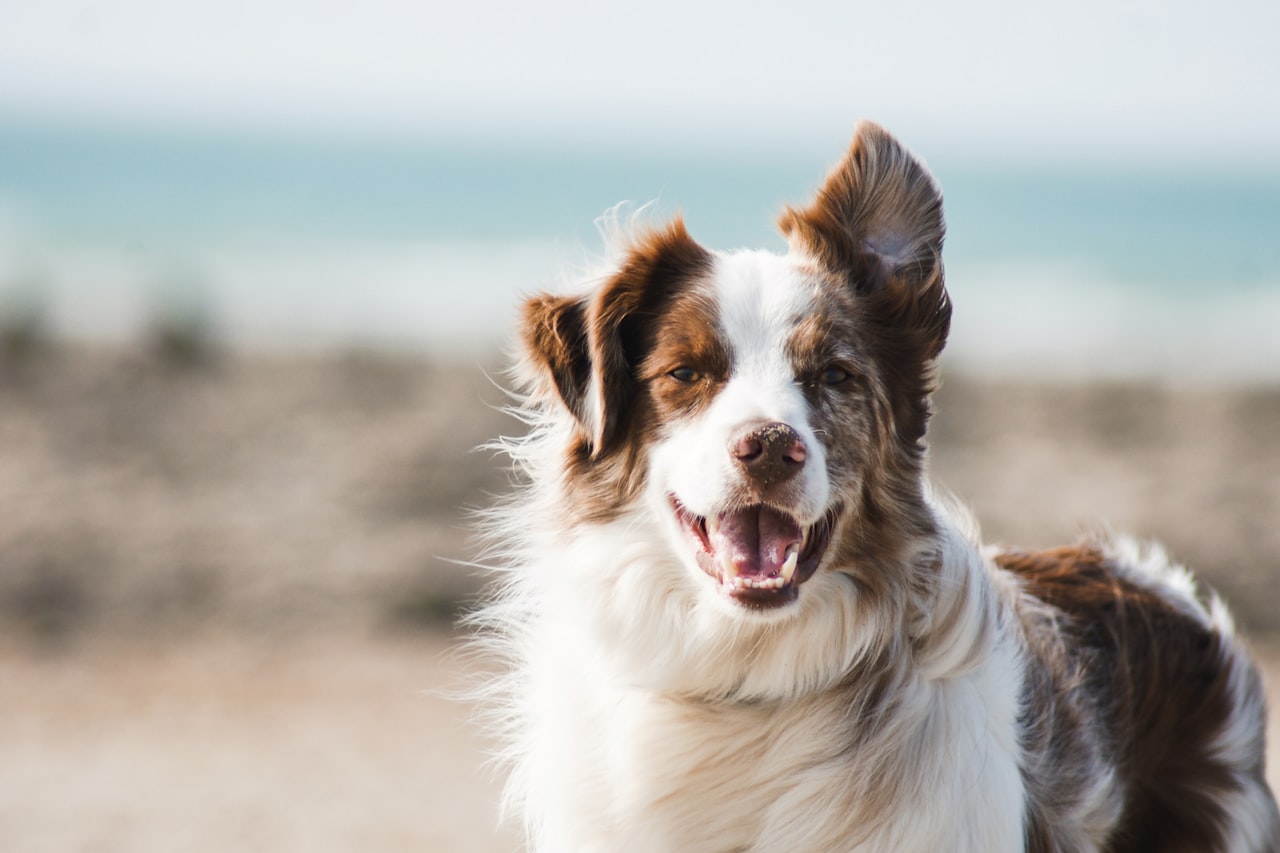 Flea & Tick Control service in Ankeny, IA