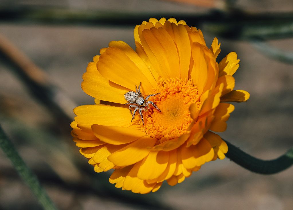 Spider Control service in Ankeny, IA